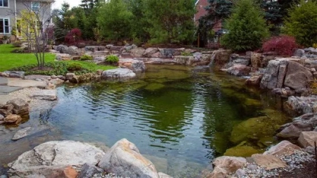 Water Garden Ecosystem