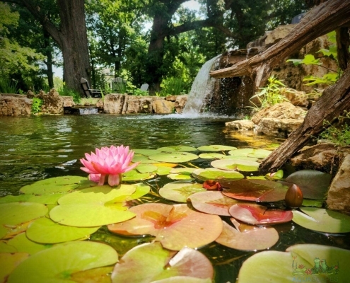 Water Garden Ecosystem