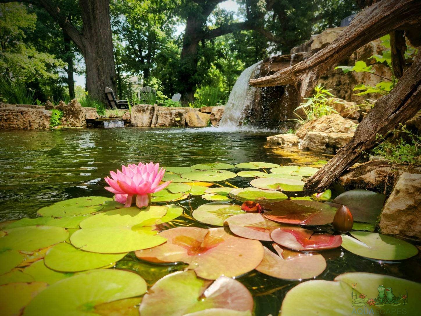Water Garden Ecosystem