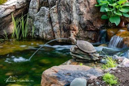 Single Turtle on Log - Image 2
