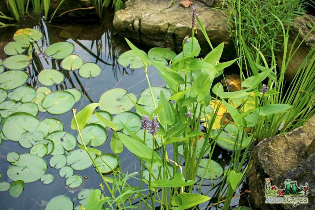 Professional water feature installation