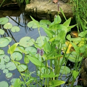 Professional water feature installation