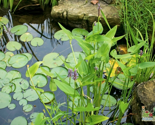 Professional water feature installation