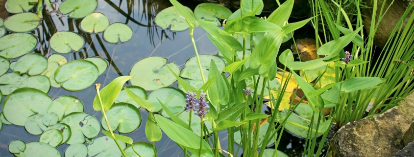 Professional water feature installation