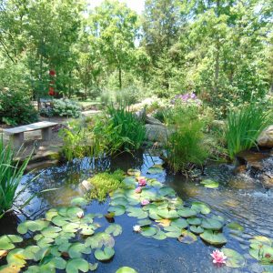 Organic Ponds