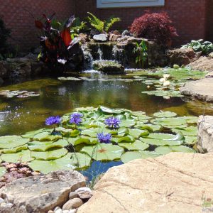 Aquatic plants