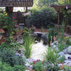 All About Pond Features