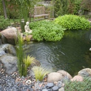 Importance of Spring Cleaning your Water Garden