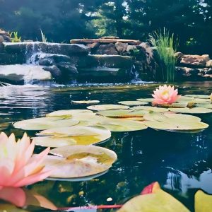 How to choose the right pond pump for you