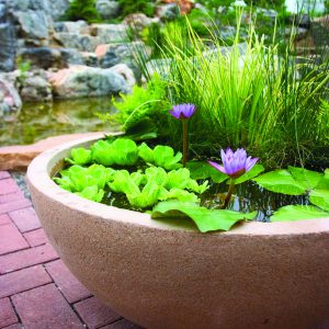 Container Water Gardens