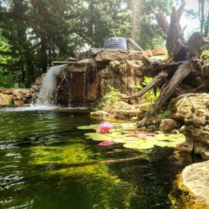 Algae Control in Ponds: A Comprehensive Guide to a Pristine Water Garden
