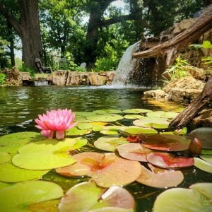 Aquascape Pond Installation: The Art of Creating Tranquil Oases
