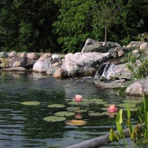 koi pond