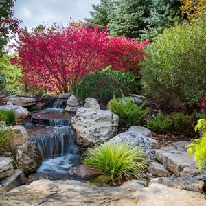 How to Winterize Your Water Garden