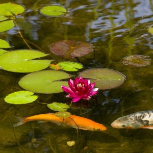 Pond Fish