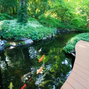The Perfect Koi Pond