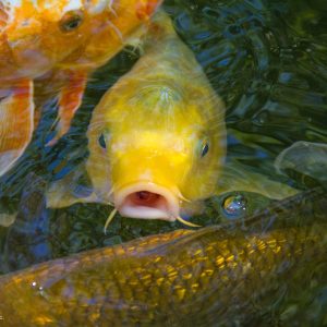 Pond Fish Health