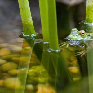 Adding Movement and Sound: The Beauty of Water Features in Aquascaping