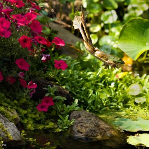 Garden Pond Specialists