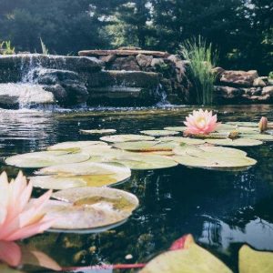Executive Water Garden Installations