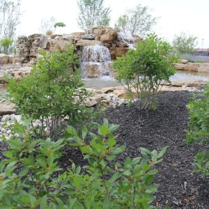 winterize my water garden