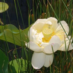 The Beauty of Water Lilies