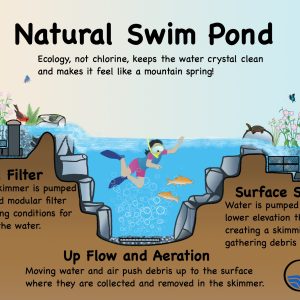 Swimming Pond Cost