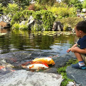 Outdoor Water Garden Ponds