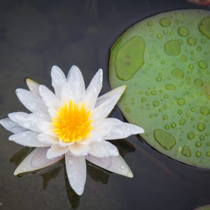 10 Popular Pond Plants