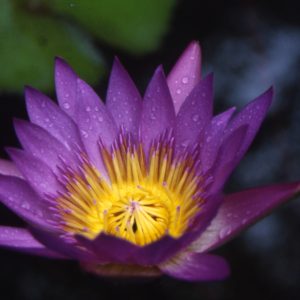 Fish and Pond Help, Questions Answered, Algae and More