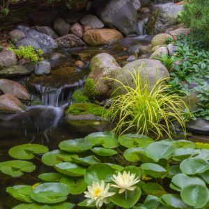 Koi Pond Setup