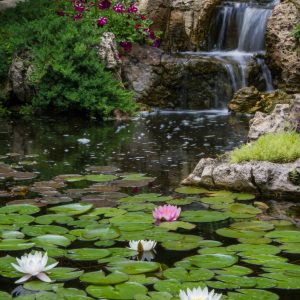 How To Plant A Waterlily
