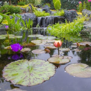 Aquatic Plants for Water Features