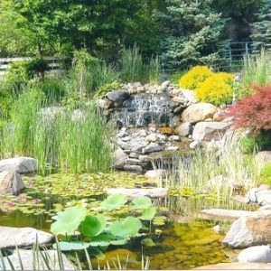 Pond vs Pondless Water Features