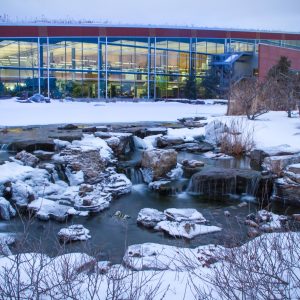 Garden Pond Care in Winter