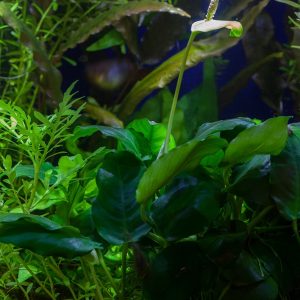 Aquatic Plant Care Tips for Ponds and Water Gardens