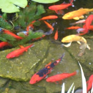 Fish Friends for Koi