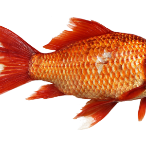 Complete Pond Fish Guide