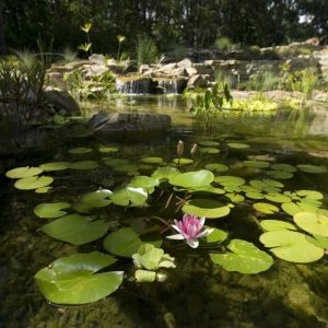 Large Pond with Water Lilies, How to Shock a Pond: A Guide with Tips