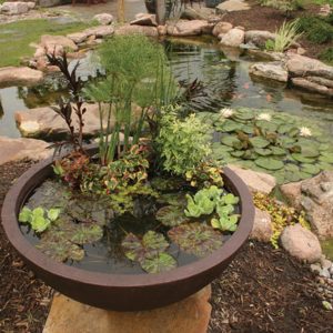 How a Pond Can Improve Your Health