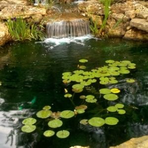 Pond with Single Sheet Waterfall