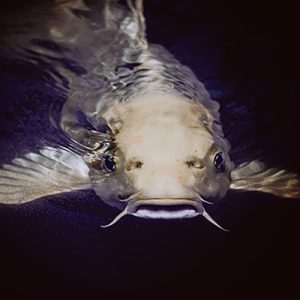 Greetings, water garden enthusiasts! As the vibrant colors of autumn fade away, it's time to turn our attention to the well-being of our aquatic companions dwelling in our water gardens.