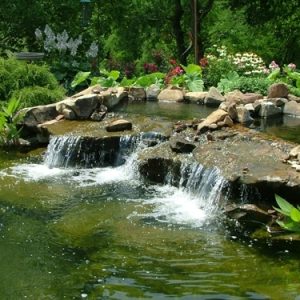 All About Water Gardens